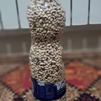فروش لوبیای چشم بلبلی