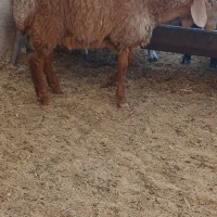 دوتا بره سبک