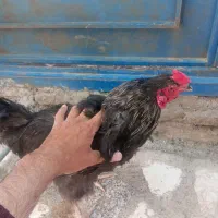 خروس سیاه و تخم نطفه دار قو غاز