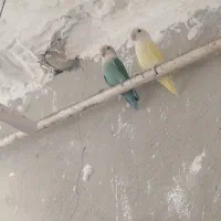 طوطی برزیلی