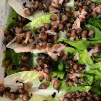 حراج جوجه حلزون ۱ هفته ای و ۲ماهه