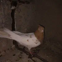یک کفتر کله زرد .. ماده