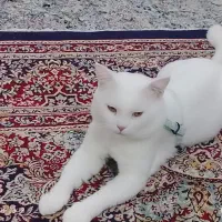 گمشده