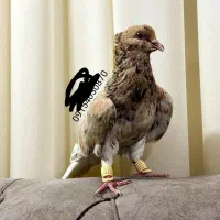 بدون پر دم غلط دم سفید