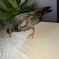جوجه کبوتر
