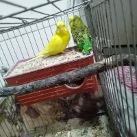 دو عدد مرغ عشق نر و ماده