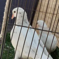 کبوتر  پلاس ساده هفت رنگ