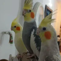 عروس هلندی