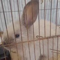 یک عدد خرگوش لپی ماده