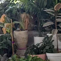 استخدام نیروی نظافتچی اقا