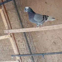 کبوتر
