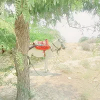 الاغ نر کره ۲سال خورده