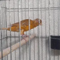 قناری|پرنده|دوگنبدان, |دیوار