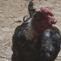 اعددخروس اساله چهل تاج جوان
