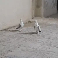 کفتر پشت طاووسی