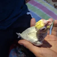 جوجه گرینیچک عروس کوتوله جفت مرغ عشق خورشیدی