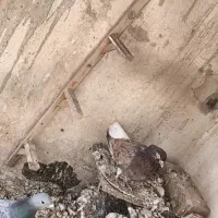 هفت‌رنگ دم سفید