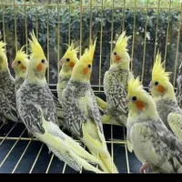 خرید عروس هلندی و قناری ... تعداد و تکی