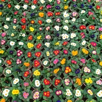 شریک و سرمایه گذار گل و گیاه پیمانکاری پرسود