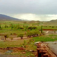 زعفران شراکتی