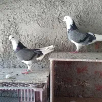 کبوتر پرش سنگین