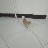 کفتر شازده زرد پرشی
