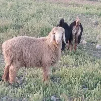 ۱۰ عدد بره نر سبک