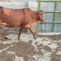 گاوشیری سمینتال جرسی هلشتاین زاییده آبستن