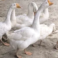 15 عدد قوغاز سفید