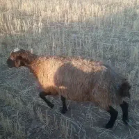 میش