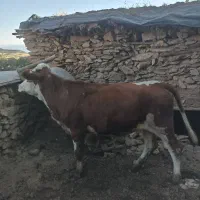 نوین سمینتال بابت داشت