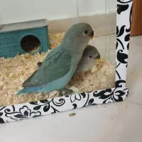 جوجه کوتوله