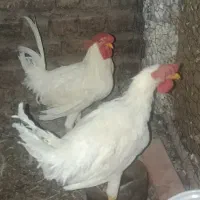 مرغ و خروس سفید سربری