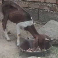 گتاچ