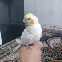 جفت عروس هلندی نر و ماده لوتینو