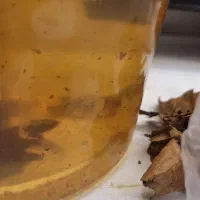 ماهی فایتر|ماهی|شیراز, شهرک فرهنگیان|دیوار