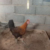 مرغ عربی کرک