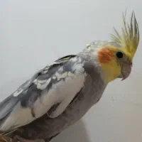 عروس هلندی