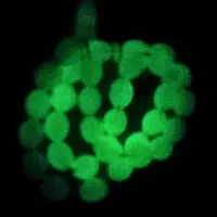 تسبیح شب نما .|زیورآلات و اکسسوری|اردبیل, |دیوار