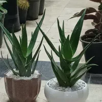 حراج گل شاخ گوزنی