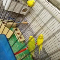 مرغ عشق معاوضه