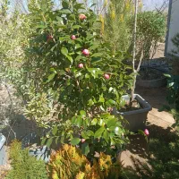 فروش خط تولید نان تیری