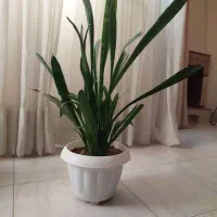 گیاه