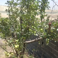 استخدام نگهبان یا سرایدار