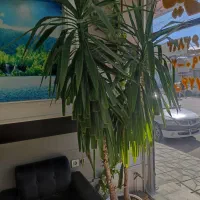 گل یوکا|گل و گیاه طبیعی|مشهد, نوید|دیوار