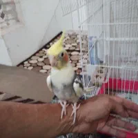 عروس هلندی دست آموز با قفس