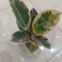 گل فیکوس دو رنگ