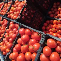 خریدگوجه سرزمین به نرخ روز کارتکش