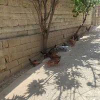 فروش مرغ و خروس
