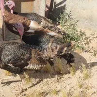 بوقلمون